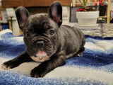 Dernier magnifique chiot Bouledogue Français à réserver