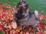 Adorable chiot mâle Eurasier à vendre