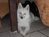 De race Pomsky disponible pour saillie