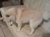 De race Pomsky disponible pour saillie