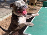 De race American Staffordshire Terrier disponible pour saillie