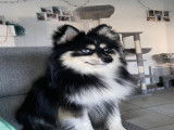 Pomsky mâle disponible pour saillie