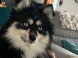 Pomsky mâle disponible pour saillie