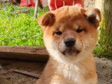 Chiot femelle Shiba Inu roux LOF à vendre