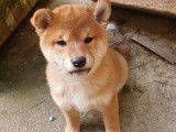 Chiot femelle Shiba Inu roux LOF à vendre