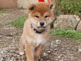 Chiot femelle Shiba Inu roux LOF à vendre