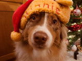 Joeux Noël !!