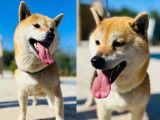 Chiots Shiba Inu LOF à vendre