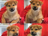 Chiots Shiba Inu LOF à vendre