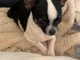 De race Chihuahua disponible pour saillie