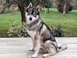 Mâle Husky LOF loup gris disponible pour saillie