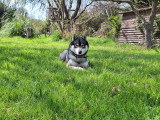 Mâle Husky LOF loup gris disponible pour saillie