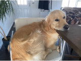 Golden Retriever disponible pour saillie