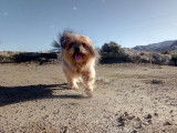 De race Lhassa Apso disponible pour saillie