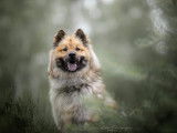 Recherche mâle Eurasier pour saillie