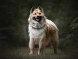 Recherche mâle Eurasier pour saillie