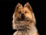 Recherche mâle Eurasier pour saillie