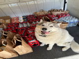 De race Husky Sibérien disponible pour saillie
