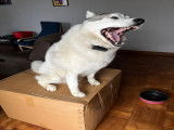 De race Husky Sibérien disponible pour saillie