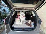 De race Husky Sibérien disponible pour saillie
