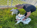 De race Husky Sibérien disponible pour saillie