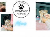 Chiots Pomsky F4+ &agrave; vendre