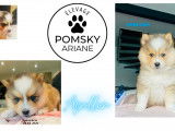 Chiots Pomsky F4+ &agrave; vendre