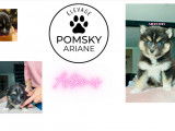 Chiots Pomsky F4+ &agrave; vendre