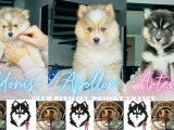 Chiots Pomsky F4+ &agrave; vendre