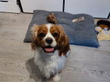 Femelle Cavalier King Charles disponible pour saillie