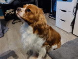 Femelle Cavalier King Charles disponible pour saillie