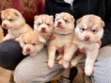 Magnifiques chiots Husky à vendre