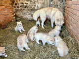 Magnifiques chiots Husky à vendre