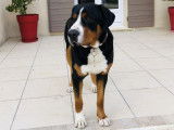 Grand Bouvier Suisse disponible pour saillie