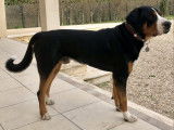Grand Bouvier Suisse disponible pour saillie