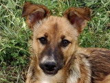 Adorable chiot femelle typée berger à adopter