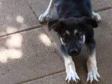 Jeune et adorable chiot mâle de type berger à adopter