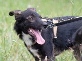 Ursu chouette chien de 10 mois à adopter