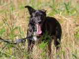 Ursu chouette chien de 10 mois à adopter