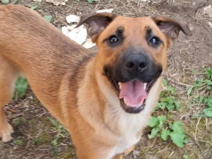 Lucy, jeune chienne à adopter