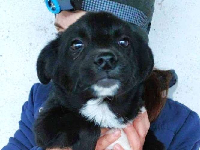 Gamora, petite chienne de 4 mois à l'adoption
