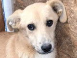 Magnum, jeune et beau chien à adopter en urgence