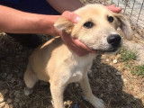 Magnum, jeune et beau chien à adopter en urgence