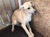Magnum, jeune et beau chien à adopter en urgence