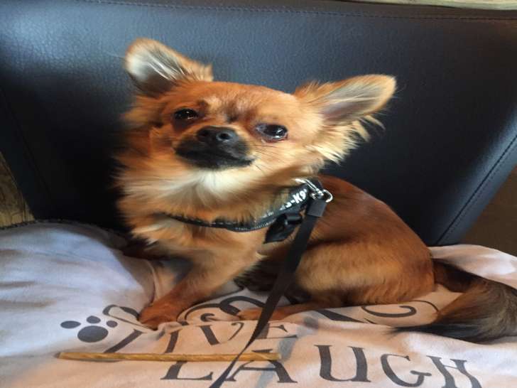 Chihuahua à poil long pour saillie