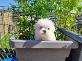 Chiots Bichon Maltais à vendre