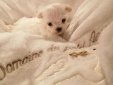 Chiots Bichon Maltais à vendre