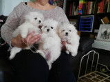 Chiots Bichon Maltais à vendre