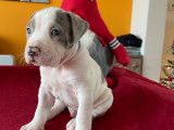 Chiot American Bully Xl merle à vendre