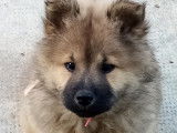 Chiots Eurasier LOF à vendre